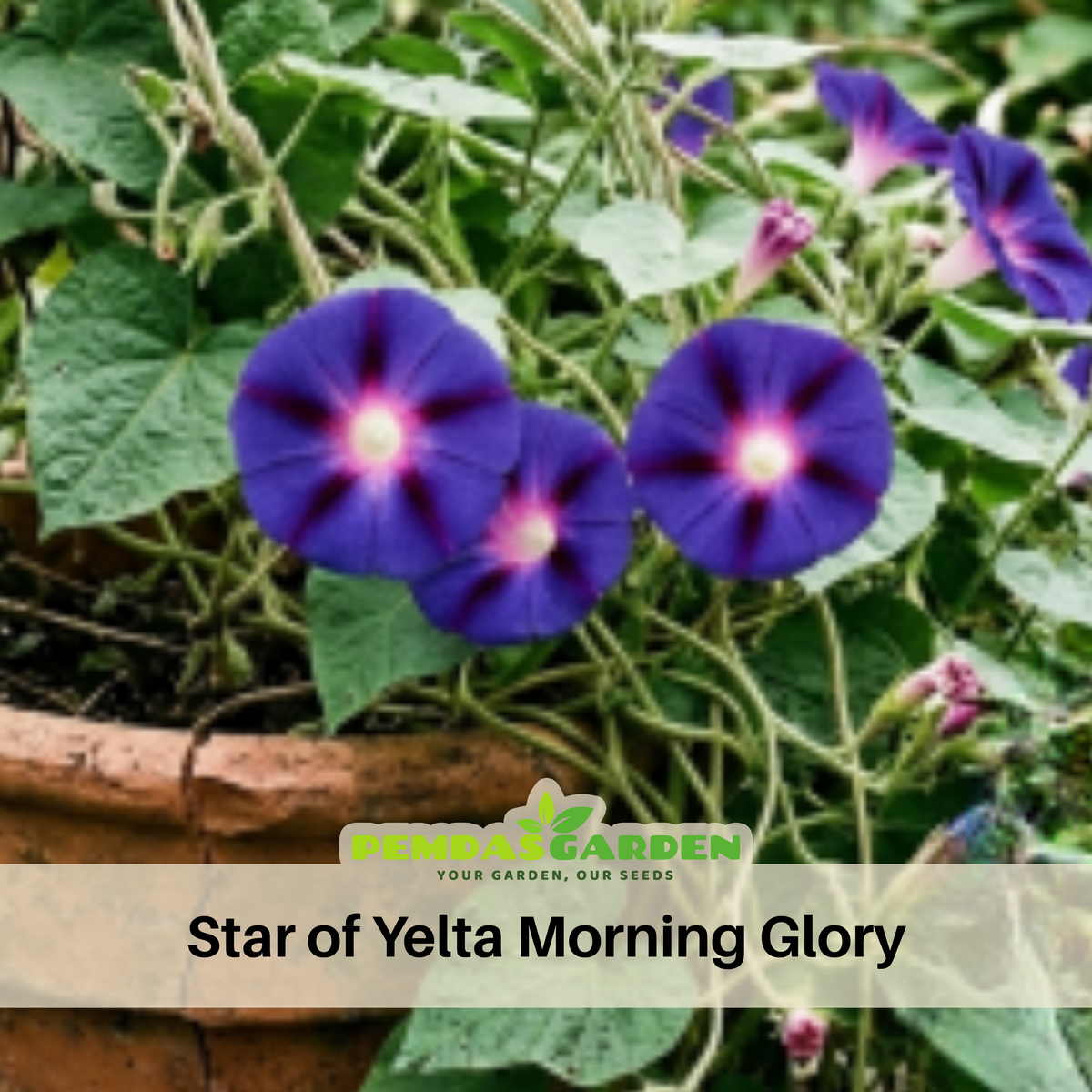 Star of Yelta Morning Glory Seeds - Climbing Vine, 30+ seeds