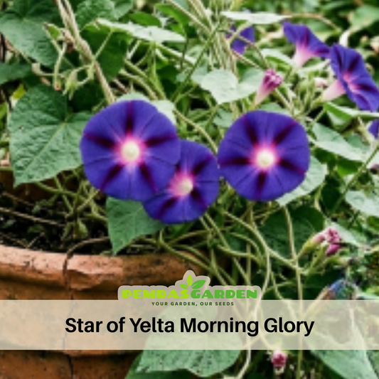 Star of Yelta Morning Glory Seeds - Climbing Vine, 30+ seeds