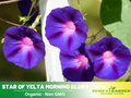 30+ Rare Seeds| Star of Yelta Morning Glory Seeds- Ipomoea Climbing Vine Fast Growing Annual Flower with Colorful Blooms for Garden Trellis Fence, Attracts Hummingbirds And Butterflies #F002