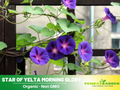 30+ Rare Seeds - Star of Yelta Morning Glory Seeds- Ipomoea Climbing Vine Fast Growing Annual Flower with Colorful Blooms for Garden Trellis Fence, Attracts Hummingbirds And Butterflies #F002