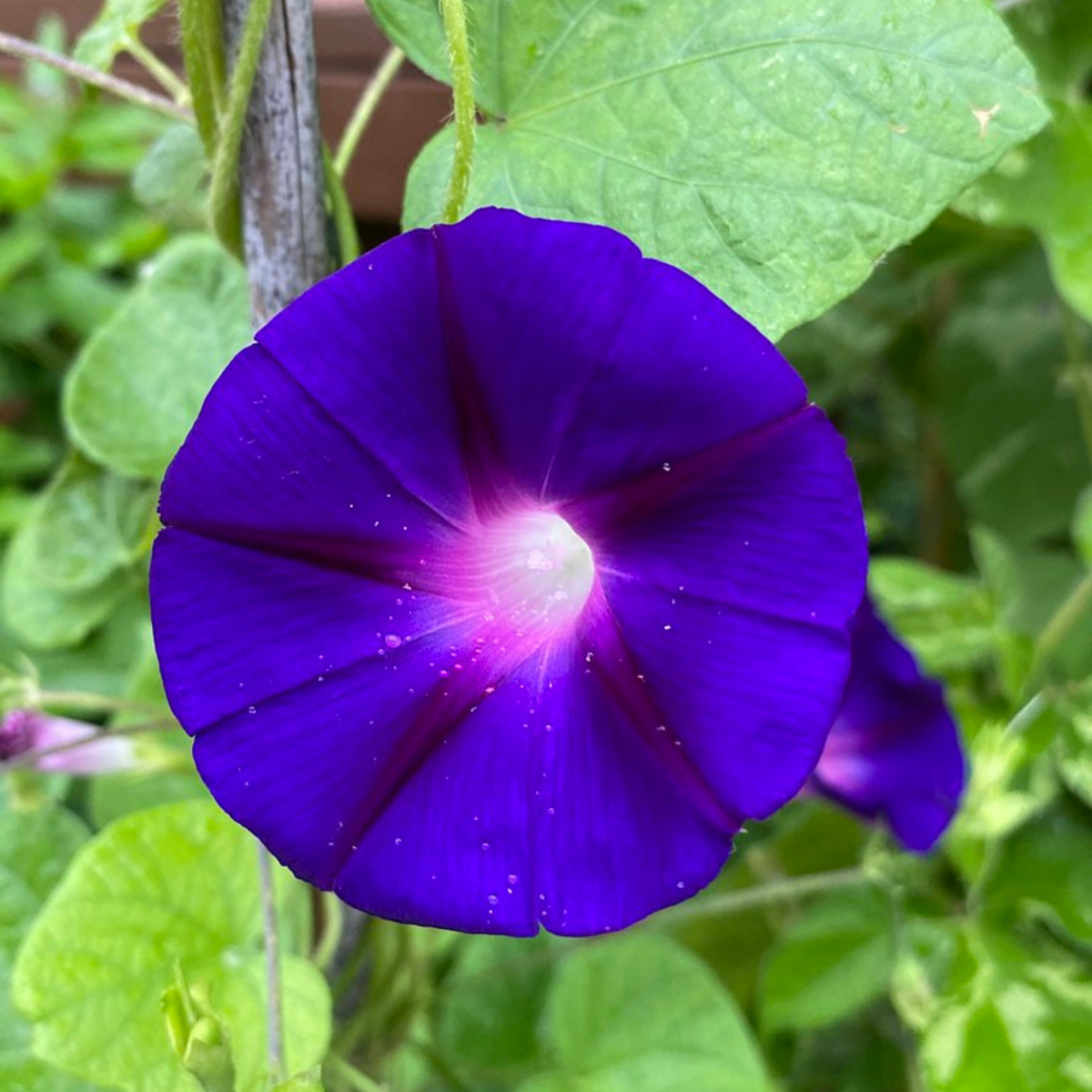 Star of Yelta Morning Glory Seeds - Climbing Vine, 30+ seeds