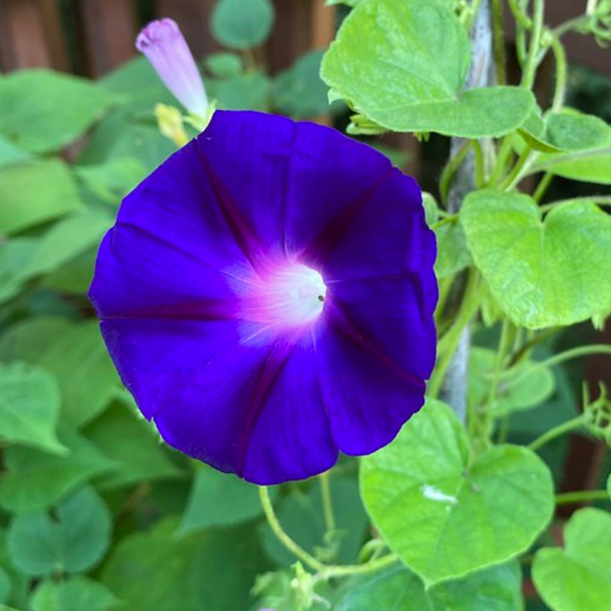 Star of Yelta Morning Glory Seeds - Climbing Vine, 30+ seeds