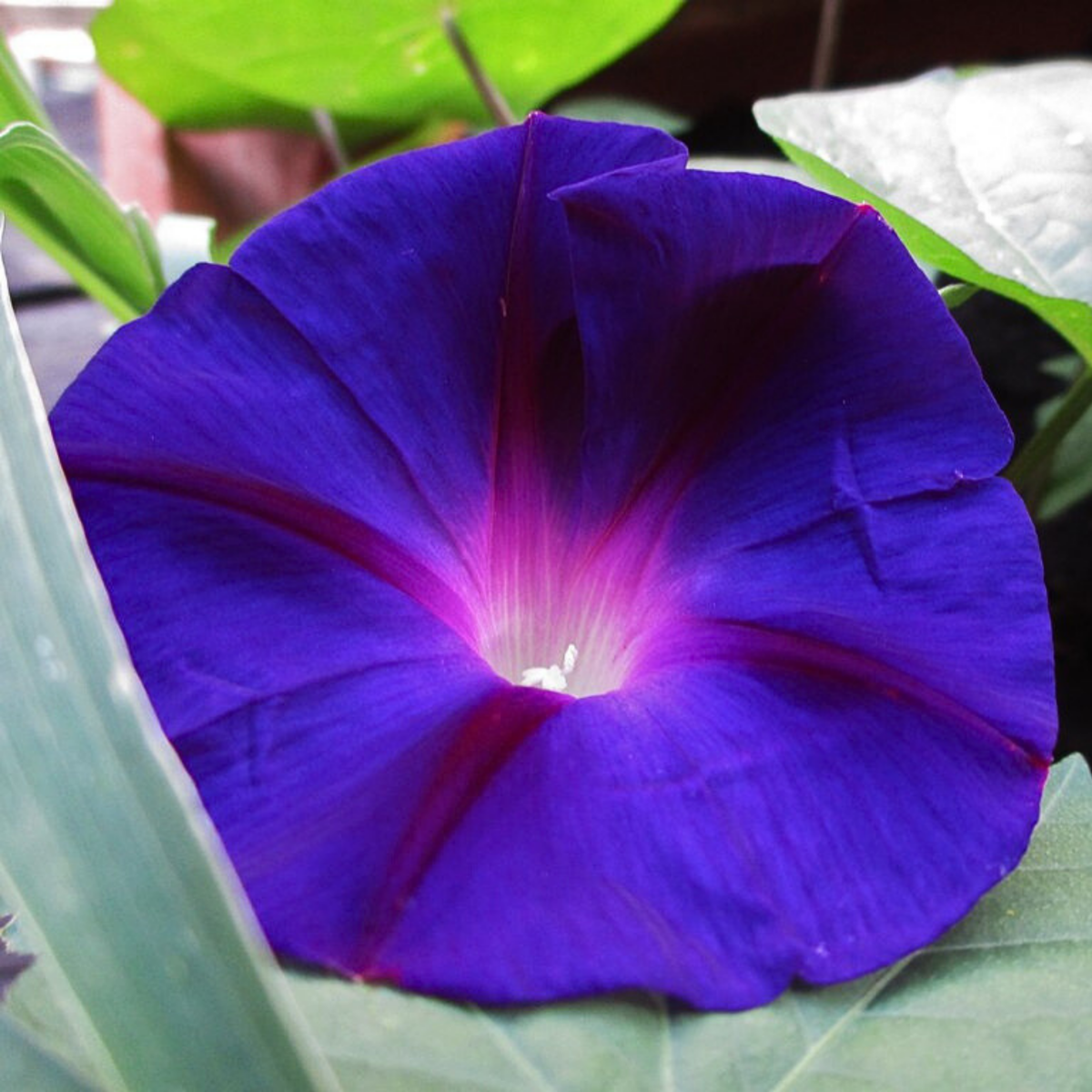 Star of Yelta Morning Glory Seeds - Climbing Vine, 30+ seeds