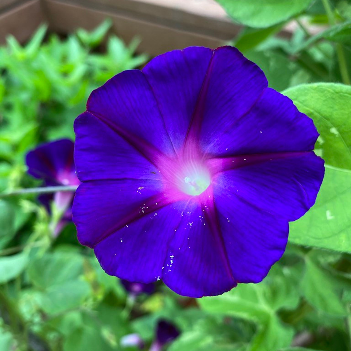Star of Yelta Morning Glory Seeds - Climbing Vine, 30+ seeds