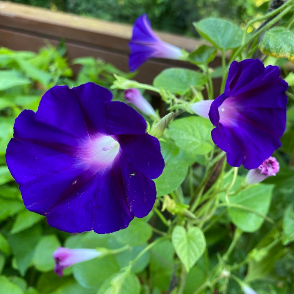 Star of Yelta Morning Glory Seeds - Climbing Vine, 30+ seeds