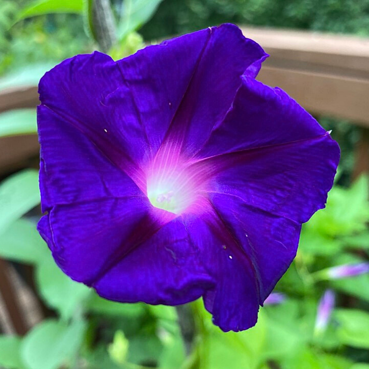 Star of Yelta Morning Glory Seeds - Climbing Vine, 30+ seeds