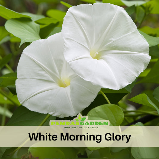 30+ Rare Seeds - White Morning Glory Seeds