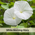 30+ Rare Seeds| White Morning Glory Seeds- Ipomoea Climbing Vine Fast Growing Annual Flower with Colorful Blooms for Garden Trellis Fence, Attracts Hummingbirds And Butterflies #F003