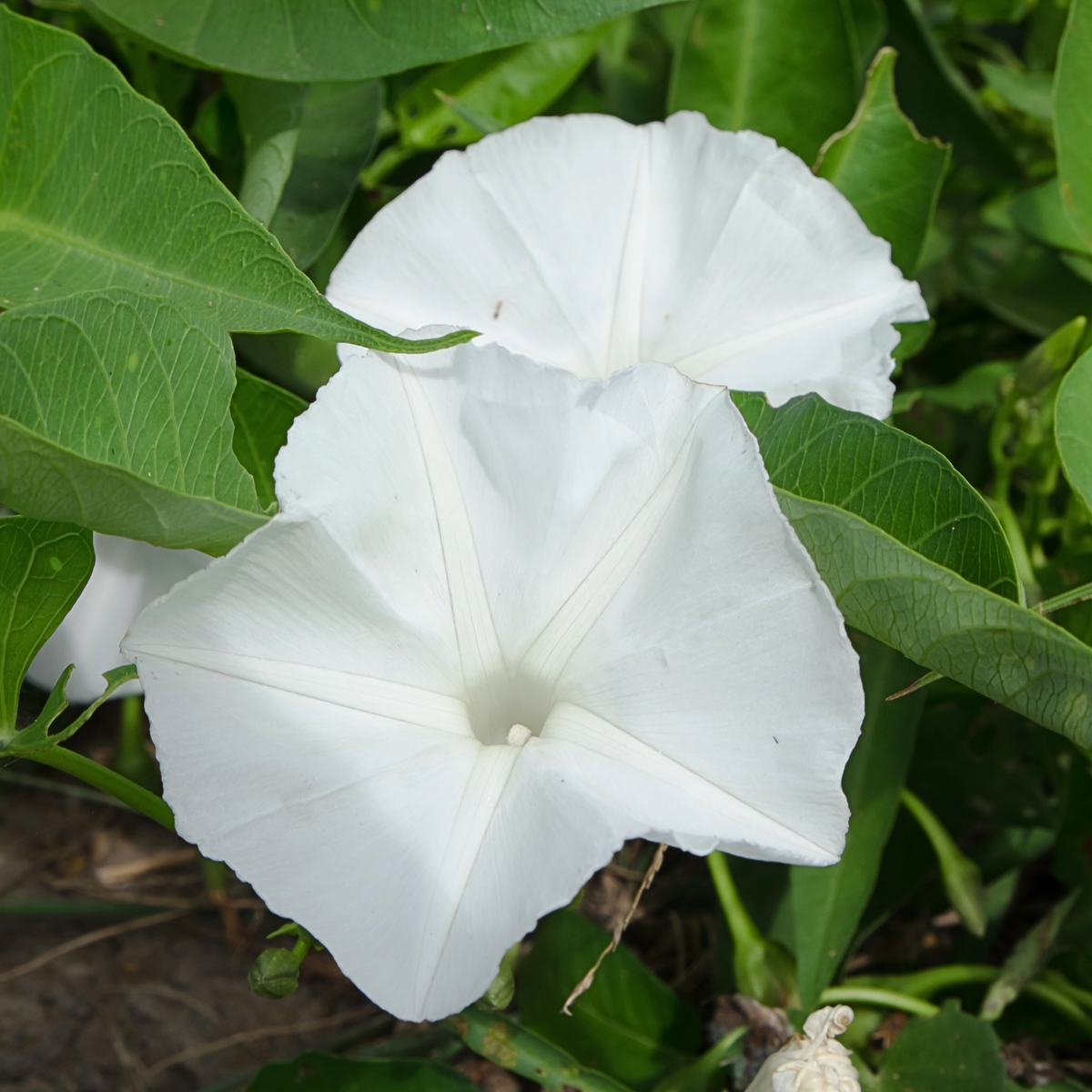 30+ Rare Seeds - White Morning Glory Seeds