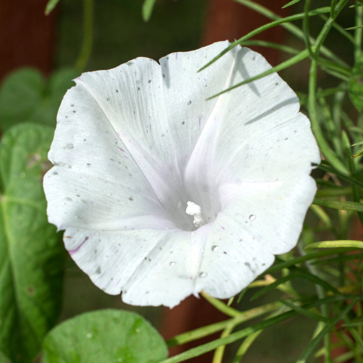 30+ Rare Seeds - White Morning Glory Seeds