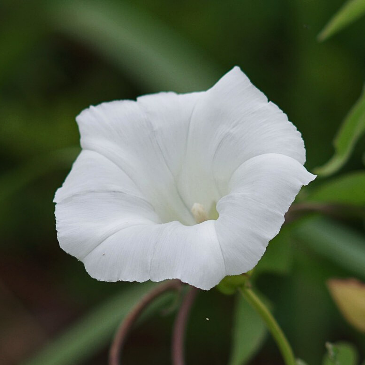 30+ Rare Seeds - White Morning Glory Seeds