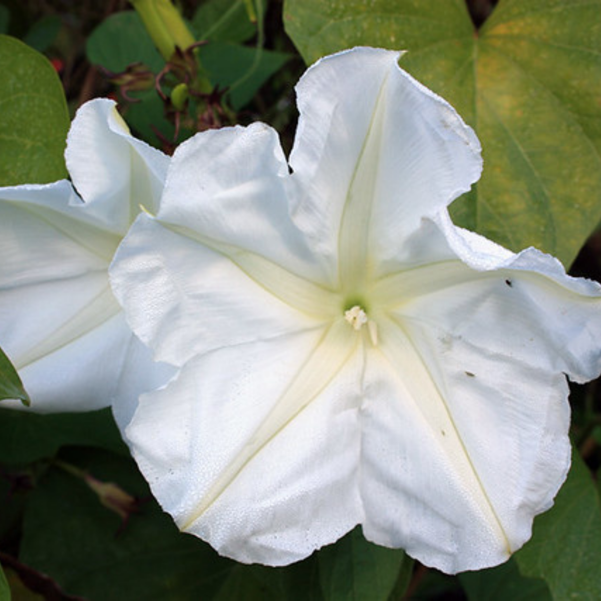 30+ Rare Seeds - White Morning Glory Seeds