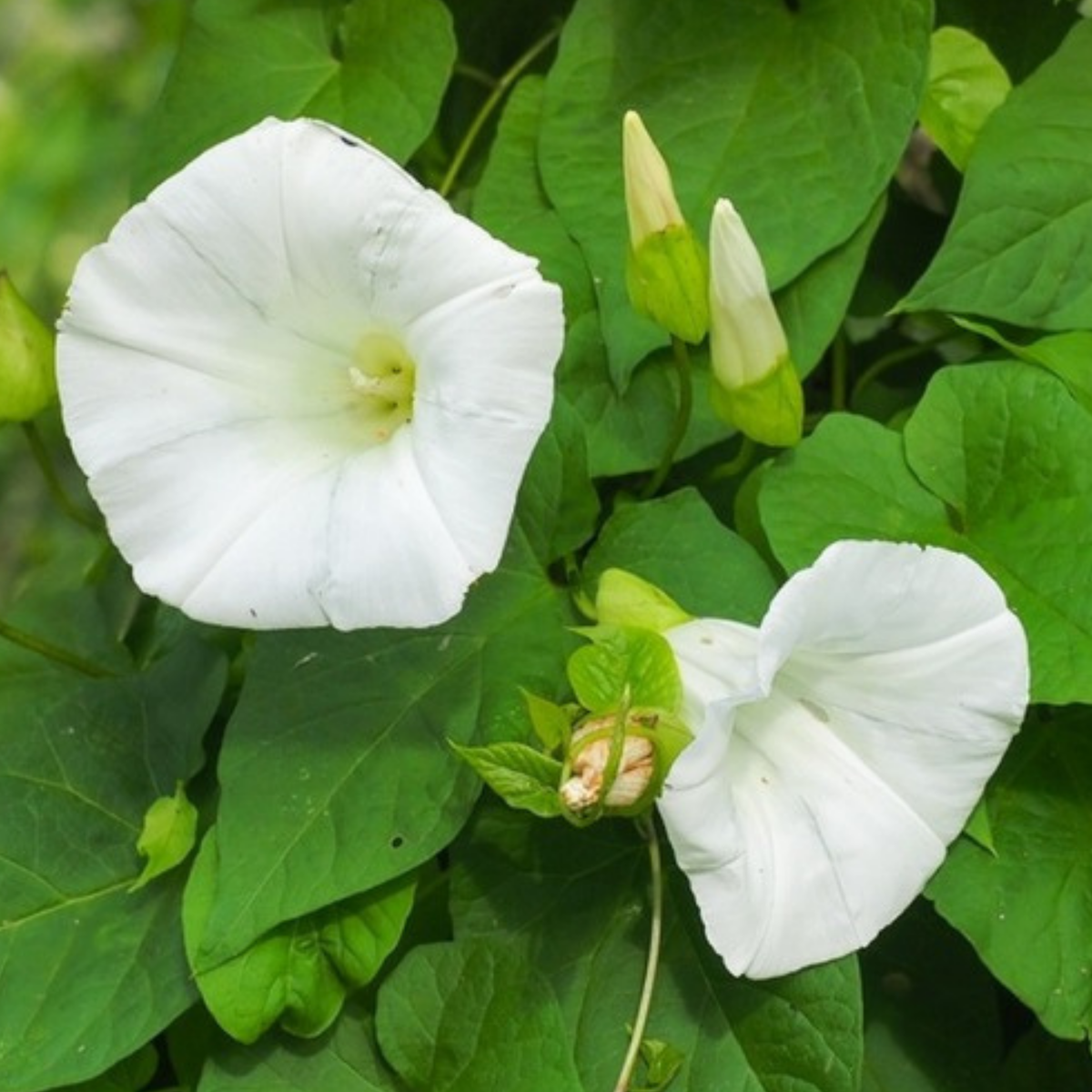 30+ Rare Seeds - White Morning Glory Seeds
