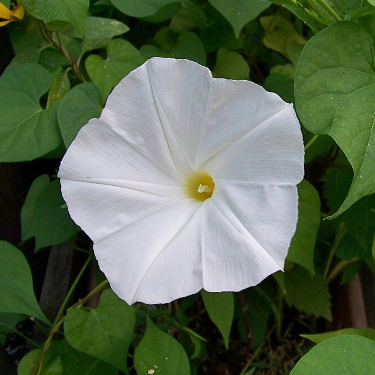 30+ Rare Seeds - White Morning Glory Seeds