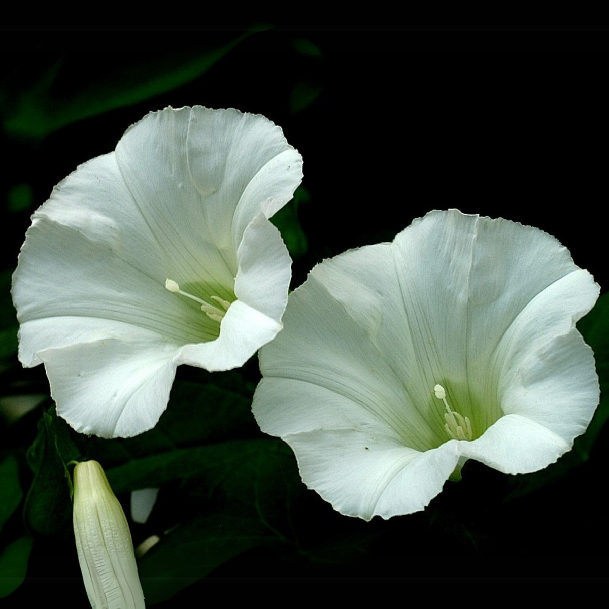 30+ Rare Seeds - White Morning Glory Seeds