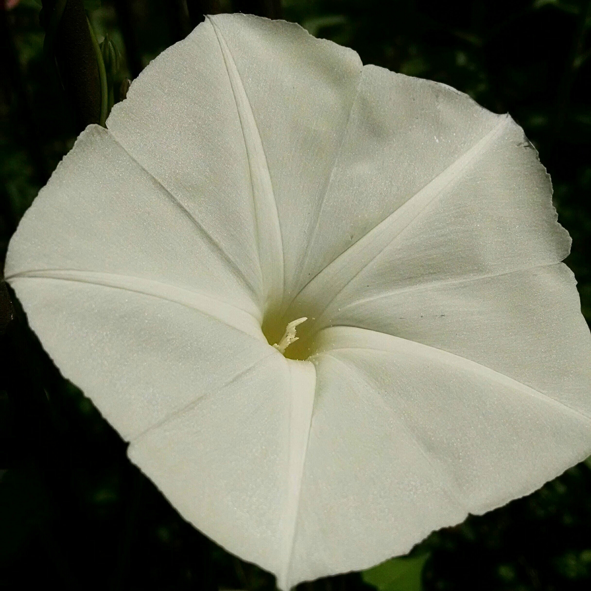 30+ Rare Seeds - White Morning Glory Seeds