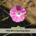 30+ Rare Seeds| Pink Shiva Morning Glory Seeds- Ipomoea Climbing Vine Fast Growing Annual Flower with Colorful Blooms for Garden Trellis Fence, Attracts Hummingbirds And Butterflies #F004
