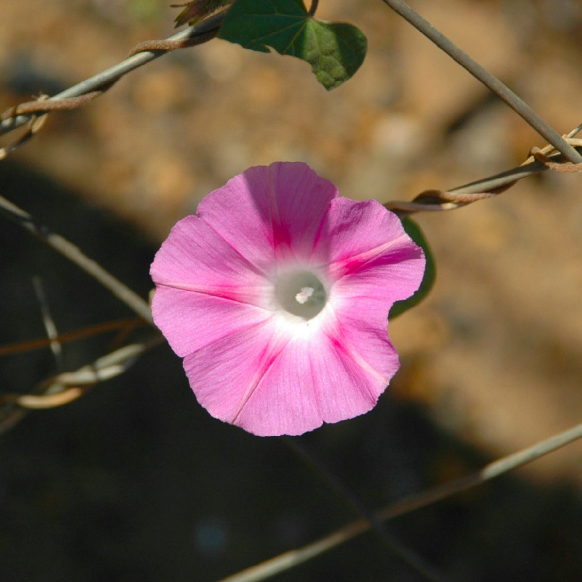 30+ Rare Seeds - Pink Shiva Morning Glory Seeds