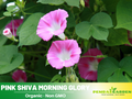 30+ Rare Seeds| Pink Shiva Morning Glory Seeds- Ipomoea Climbing Vine Fast Growing Annual Flower with Colorful Blooms for Garden Trellis Fence, Attracts Hummingbirds And Butterflies #F004