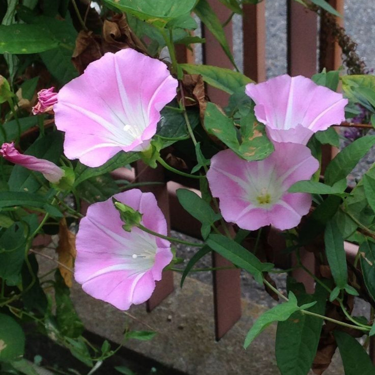 30+ Rare Seeds - Pink Shiva Morning Glory Seeds