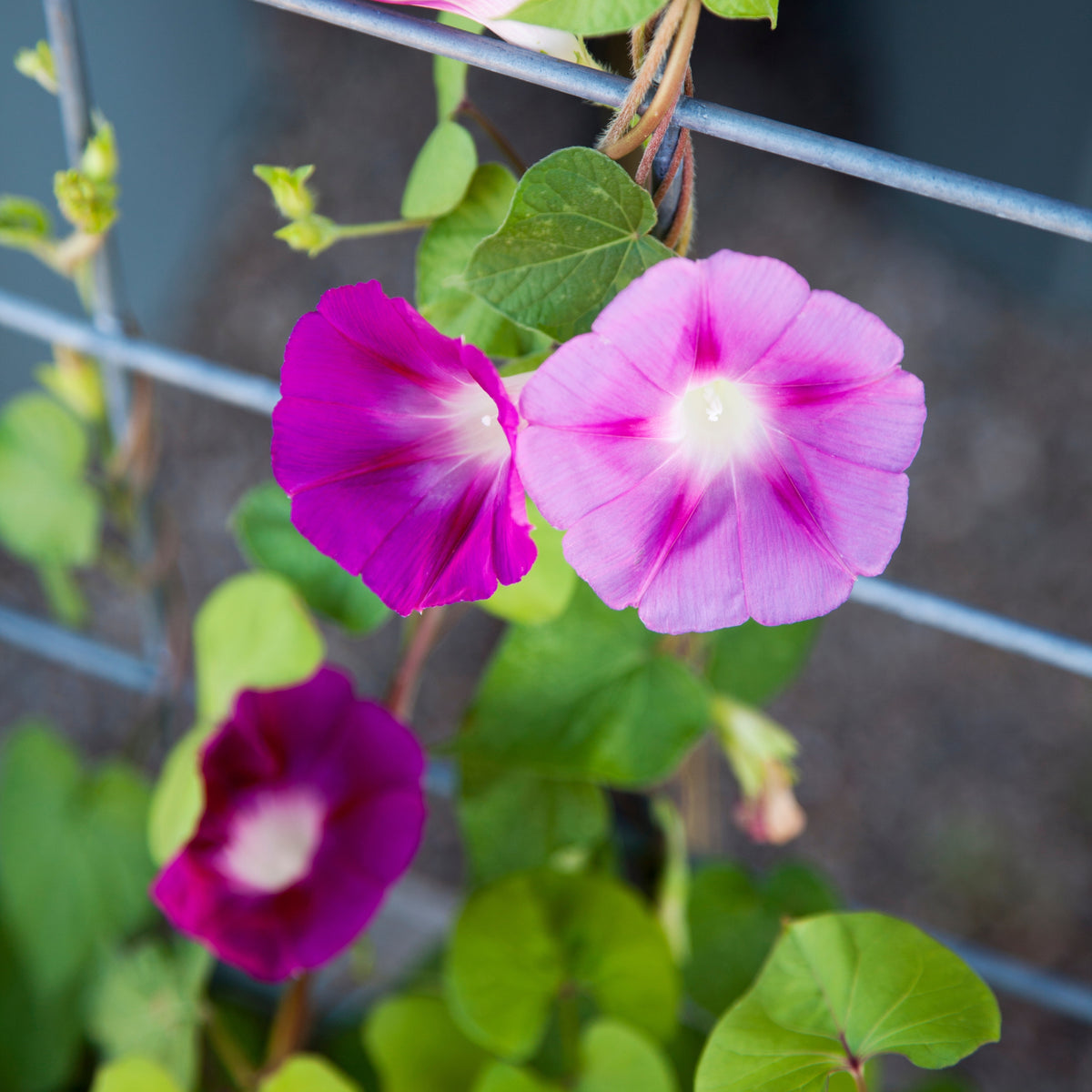 30+ Rare Seeds - Pink Shiva Morning Glory Seeds
