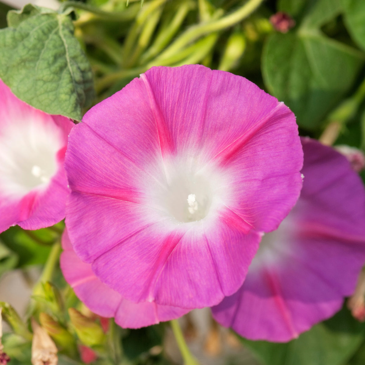 30+ Rare Seeds - Pink Shiva Morning Glory Seeds