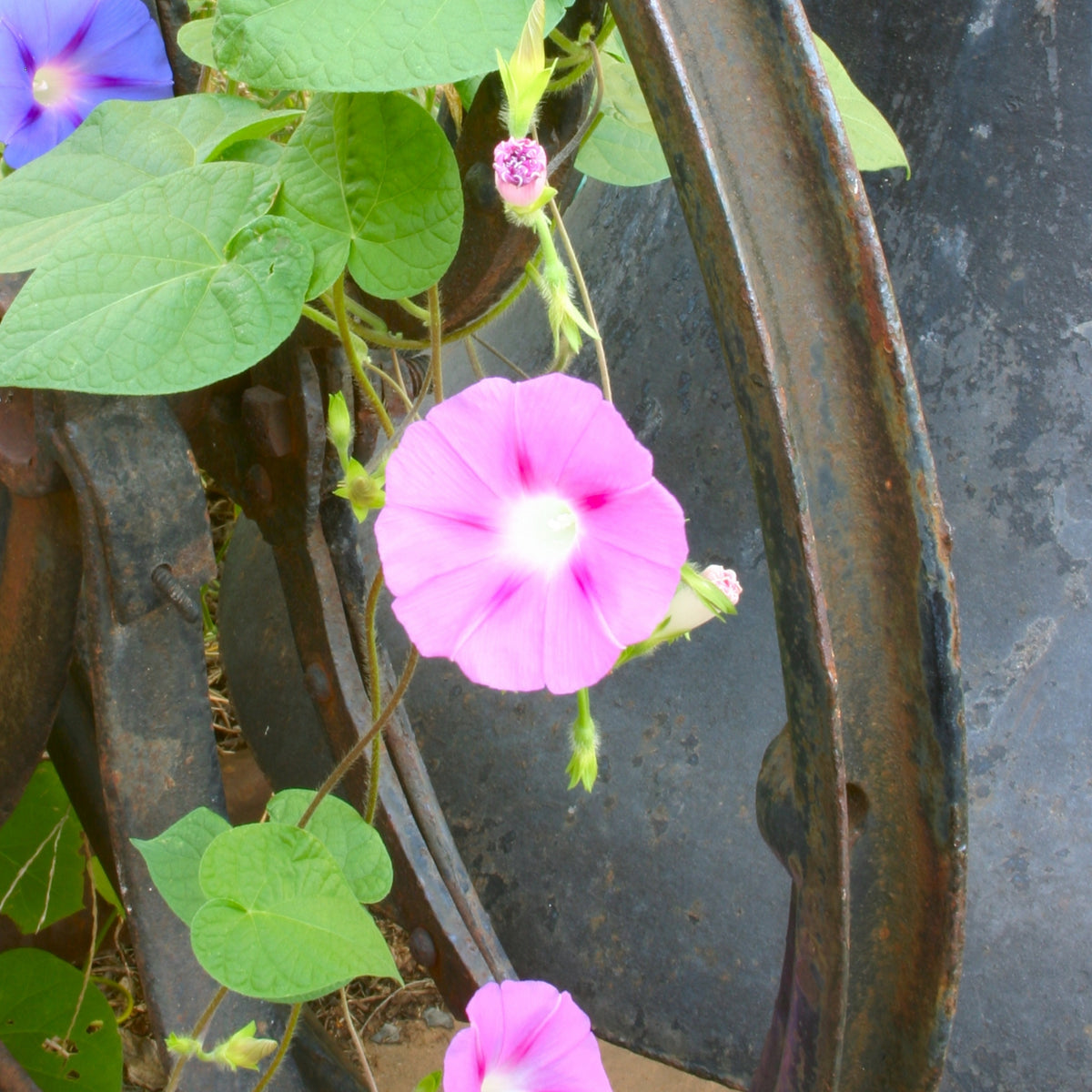 30+ Rare Seeds - Pink Shiva Morning Glory Seeds