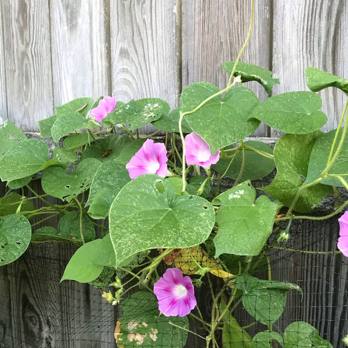 30+ Rare Seeds - Pink Shiva Morning Glory Seeds