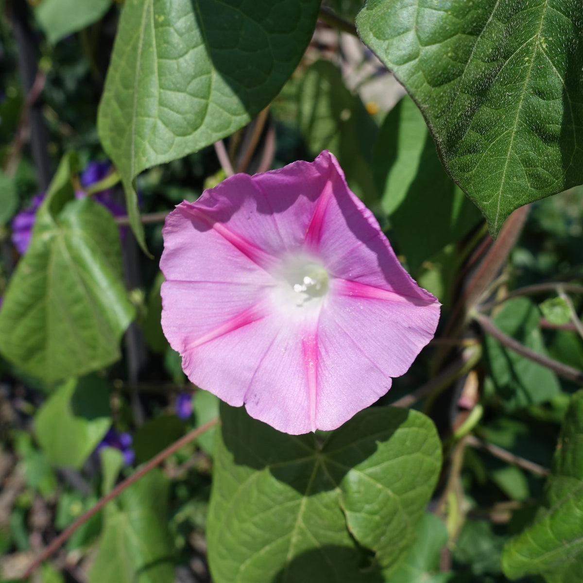 30+ Rare Seeds - Pink Shiva Morning Glory Seeds