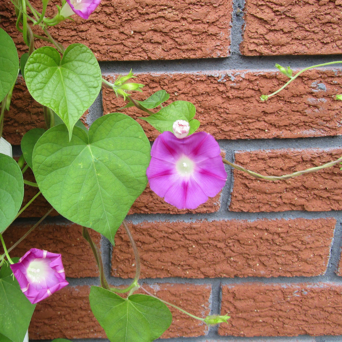 30+ Rare Seeds - Pink Shiva Morning Glory Seeds
