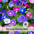 30+ Rare Seeds| Mix Color Morning Glory  Seeds - Ipomoea Climbing Vine Fast Growing Annual Flower with Colorful Blooms for Garden Trellis Fence, Attracts Hummingbirds And Butterflies#F005