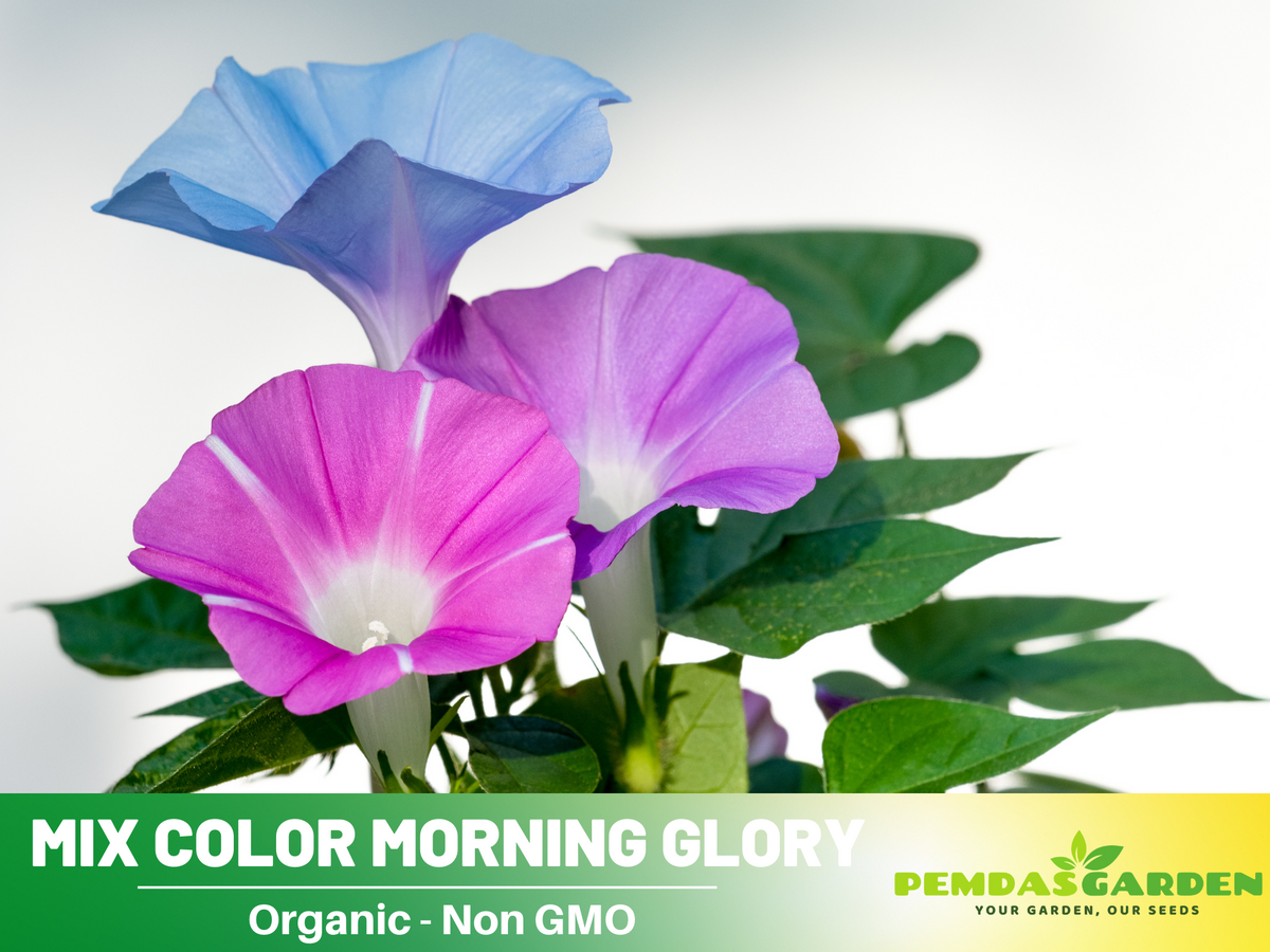 30 Seeds - Day&Night Blooming Morning Glory Seed #F005