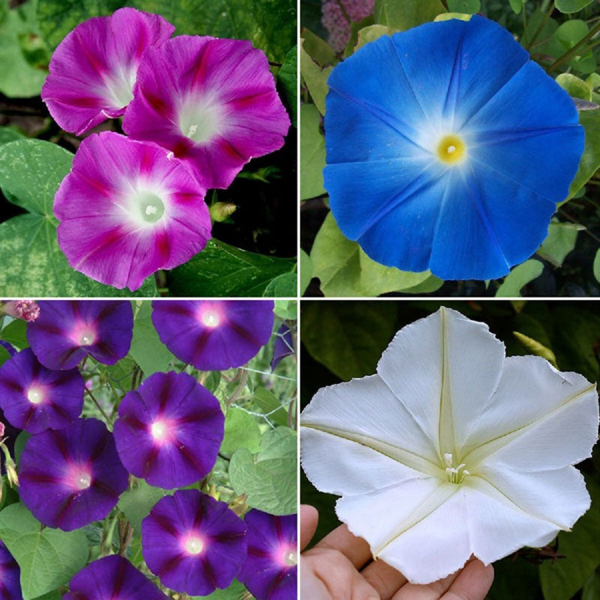 30+ Rare Seeds - Mix Color Morning Glory Seeds