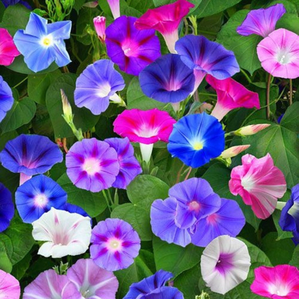30+ Rare Seeds - Mix Color Morning Glory Seeds
