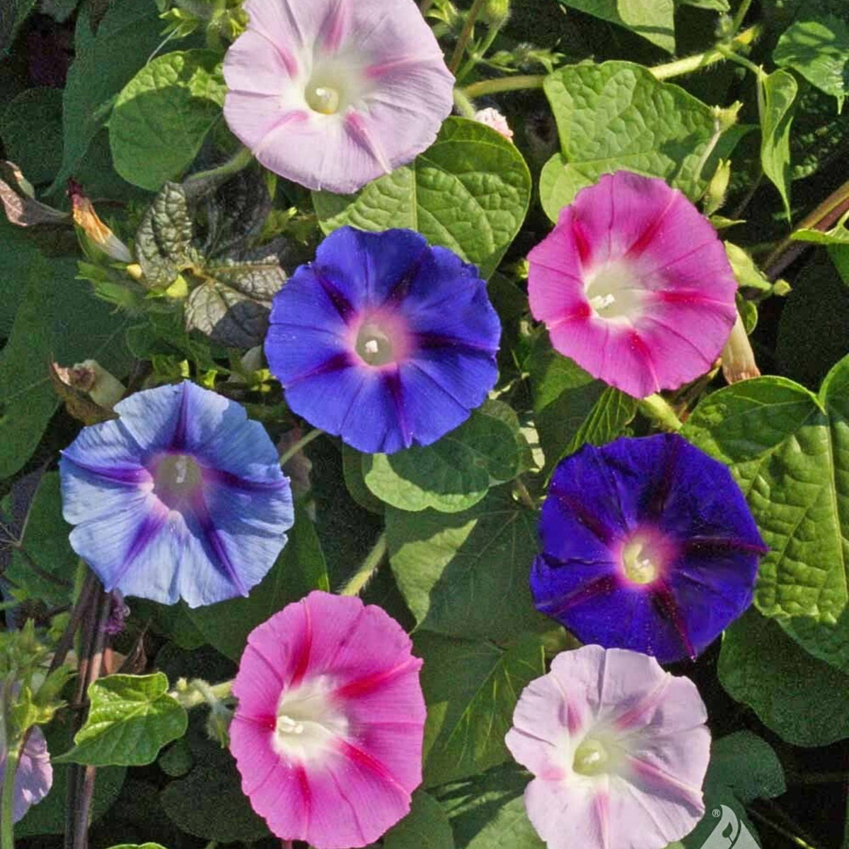 30+ Rare Seeds - Mix Color Morning Glory Seeds