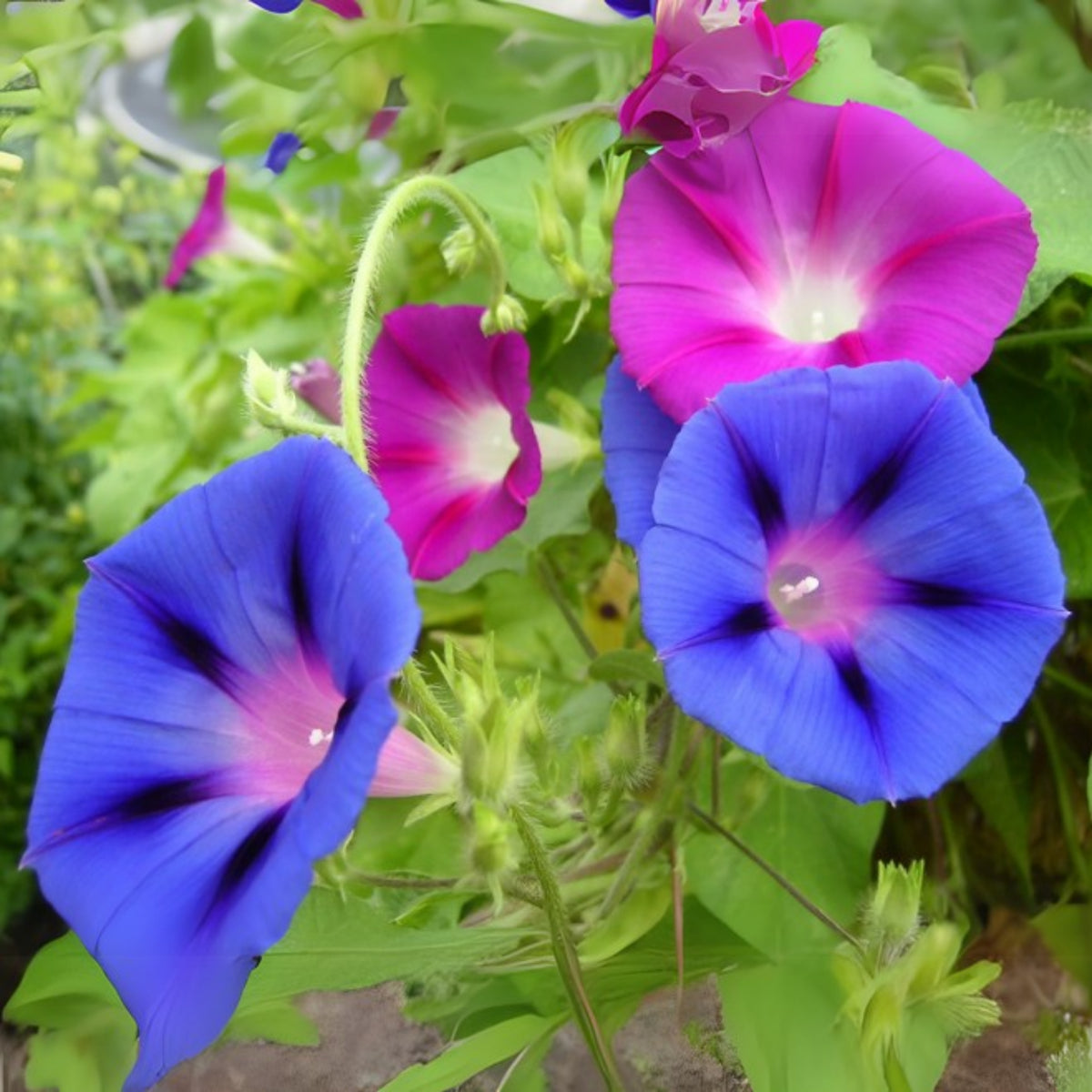 30+ Rare Seeds - Mix Color Morning Glory Seeds