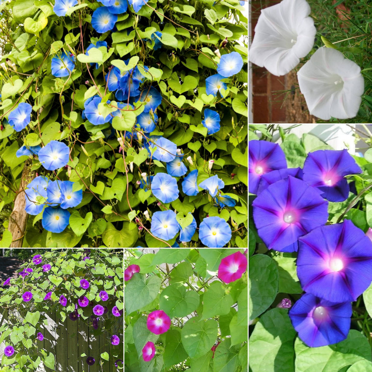 30+ Rare Seeds - Mix Color Morning Glory Seeds