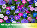 30 Seeds - Day&Night Blooming Morning Glory Seed- Ipomoea Climbing Vine Fast Growing Annual Flower with Colorful Blooms for Garden Trellis Fence, Attracts Hummingbirds And Butterflies #F005