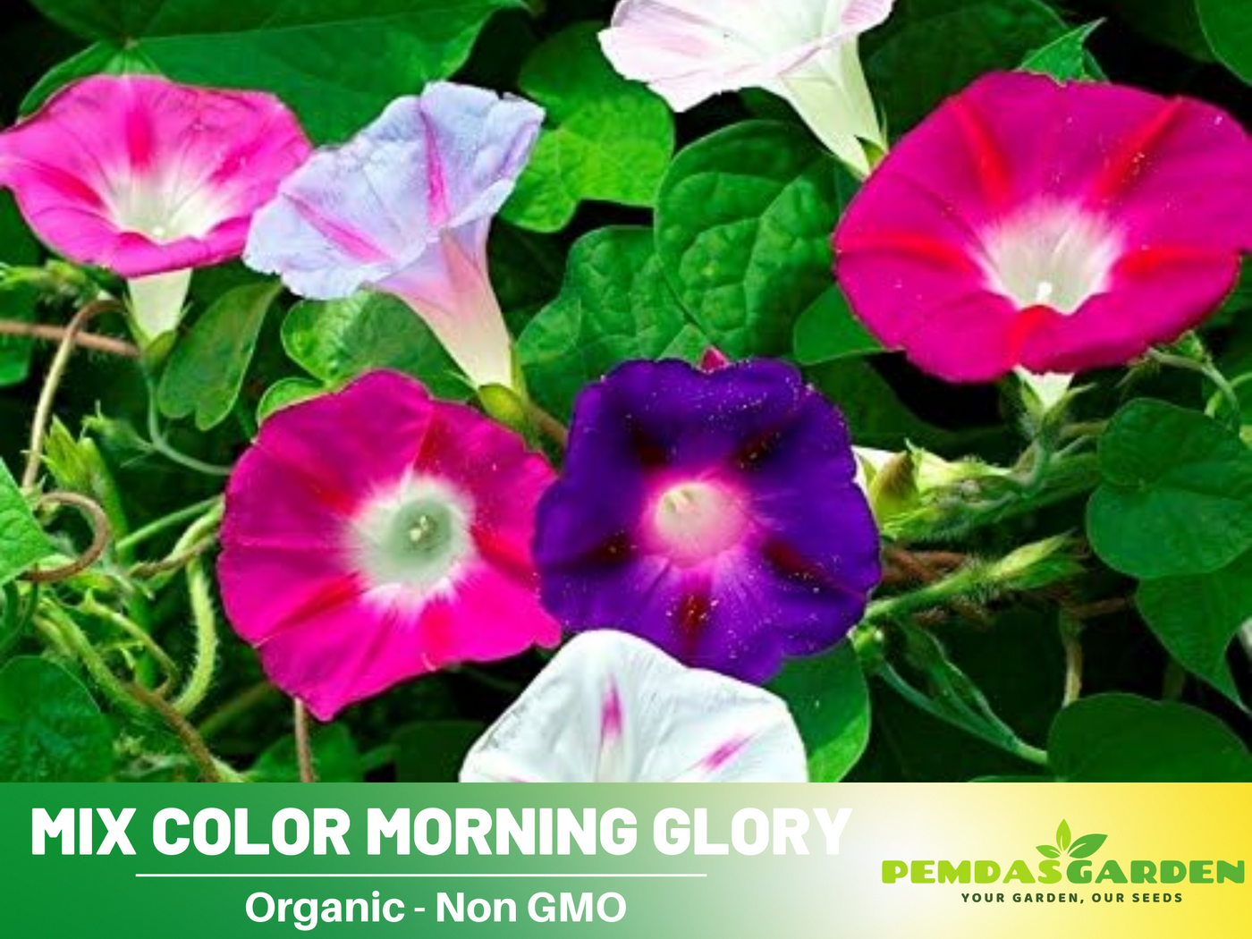 fastest blooming flower seeds 30 Seeds