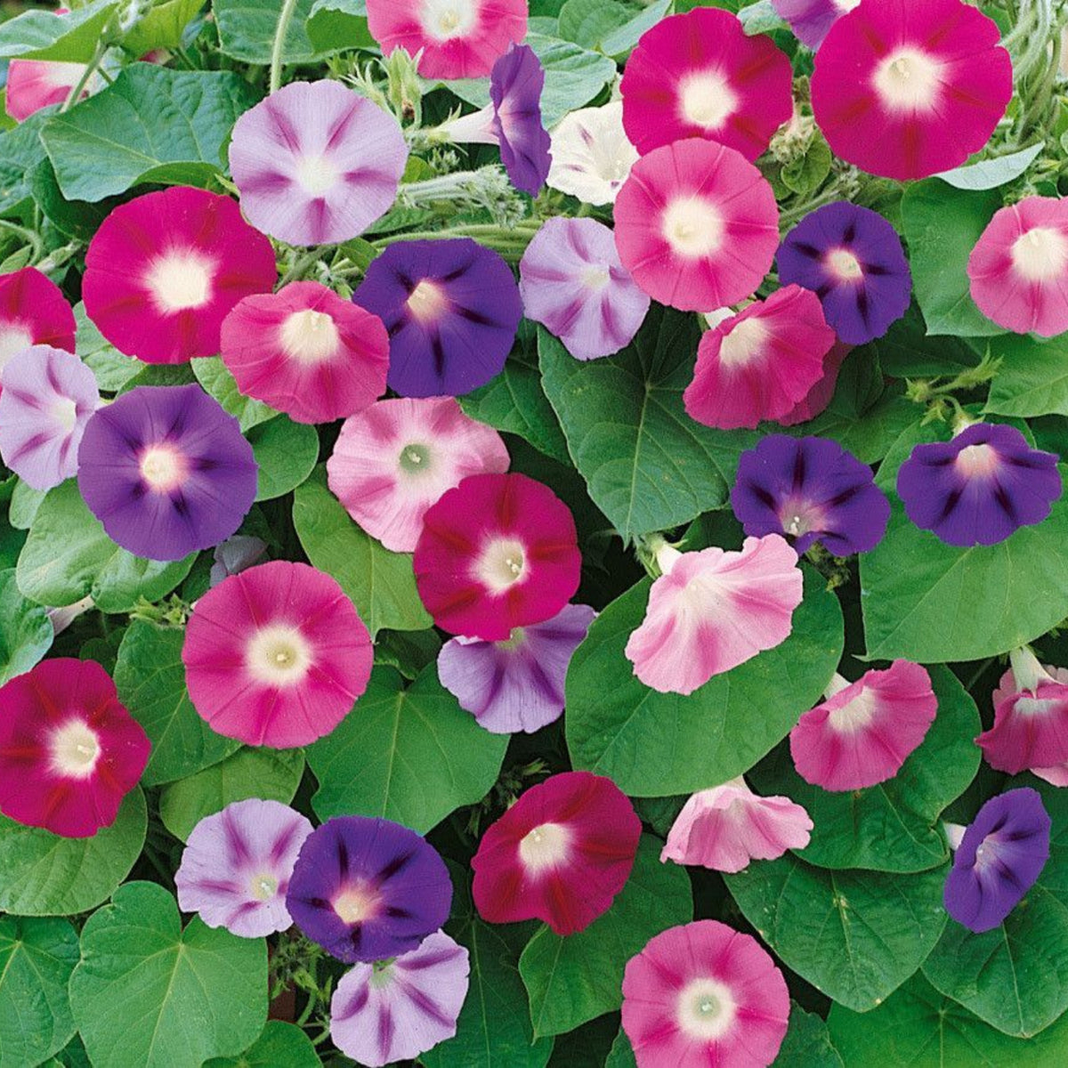 Mix Color Morning Glory Seeds, 30 seeds