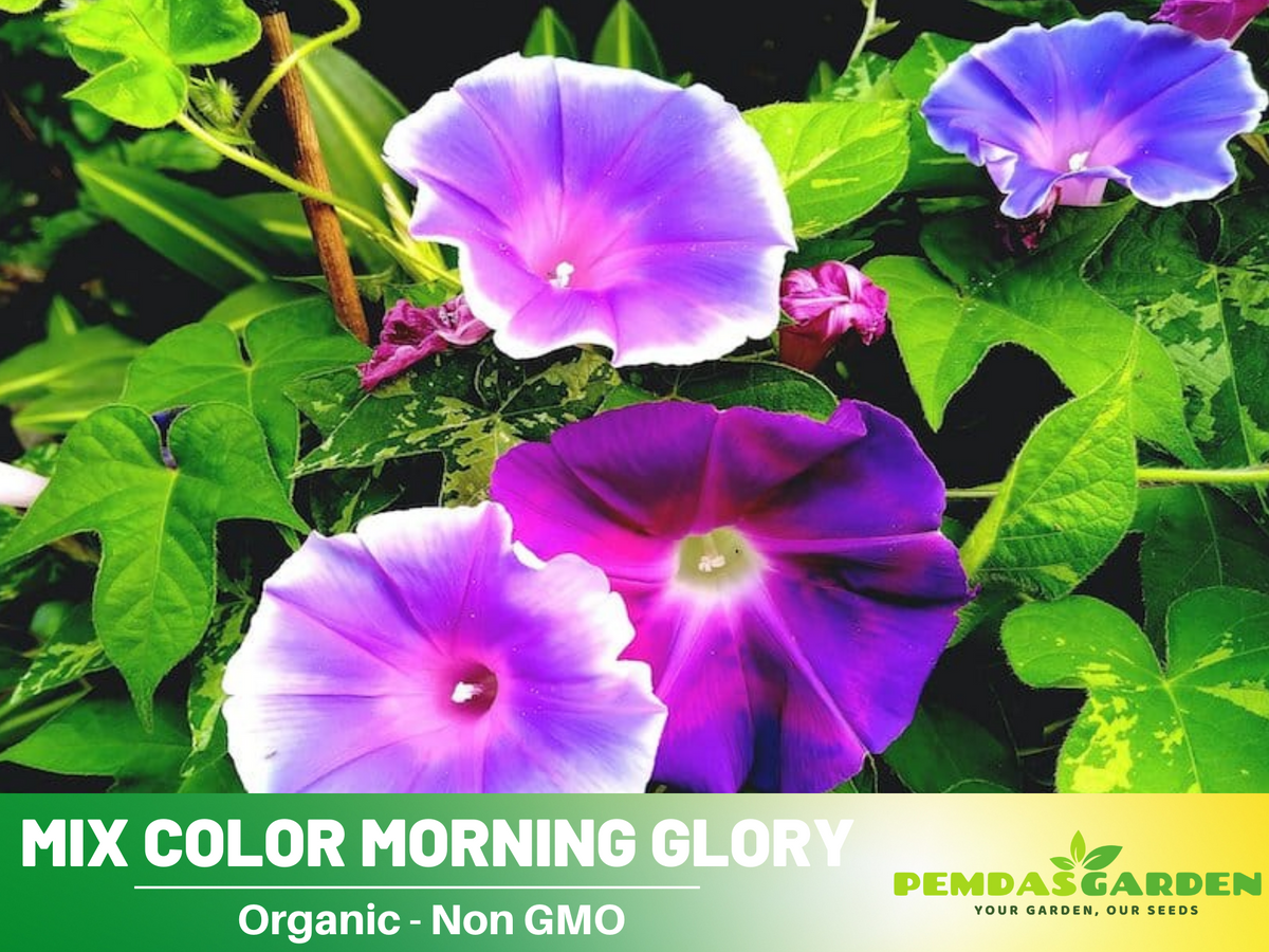 30 Seeds - Day&Night Blooming Morning Glory Seed #F005