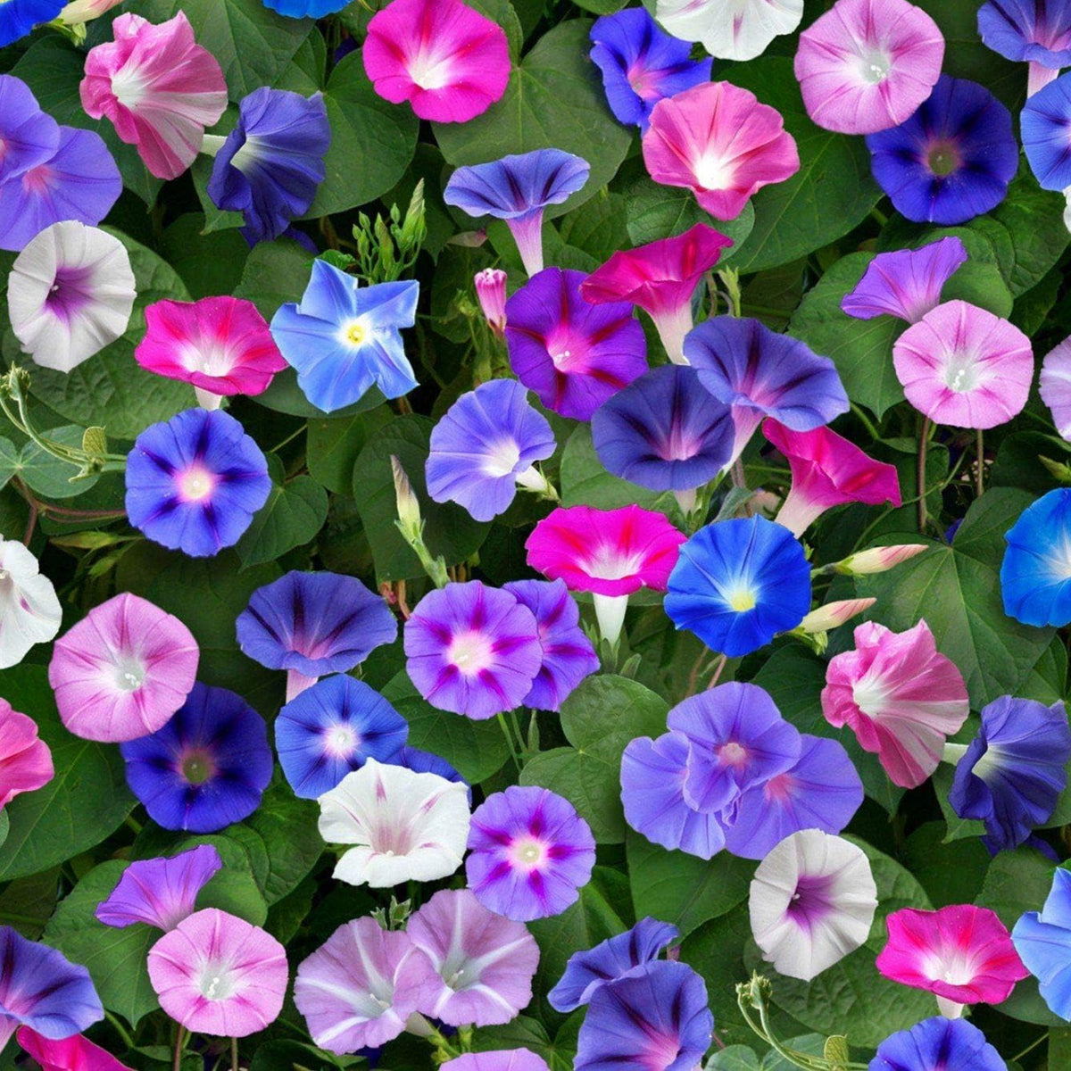 Mix Color Morning Glory Seeds, 30 seeds