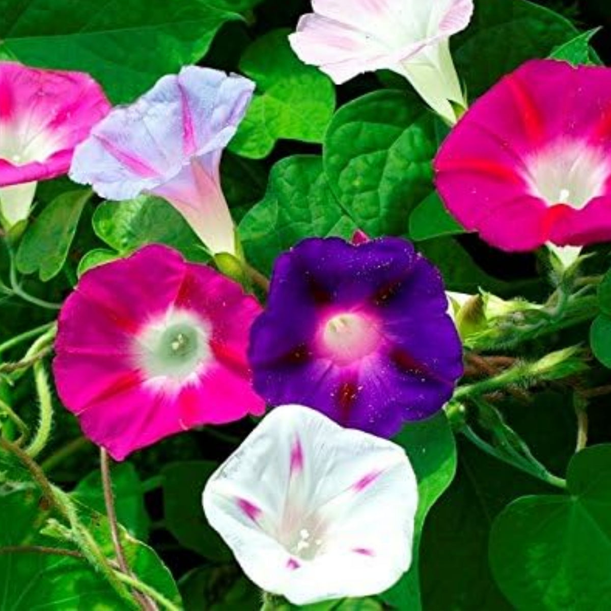 30+ Rare Seeds - Mix Color Morning Glory Seeds