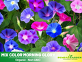 30+ Rare Seeds| Mix Color Morning Glory  Seeds - Ipomoea Climbing Vine Fast Growing Annual Flower with Colorful Blooms for Garden Trellis Fence, Attracts Hummingbirds And Butterflies#F005