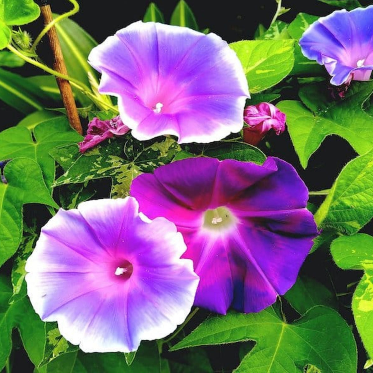 30+ Rare Seeds - Mix Color Morning Glory Seeds