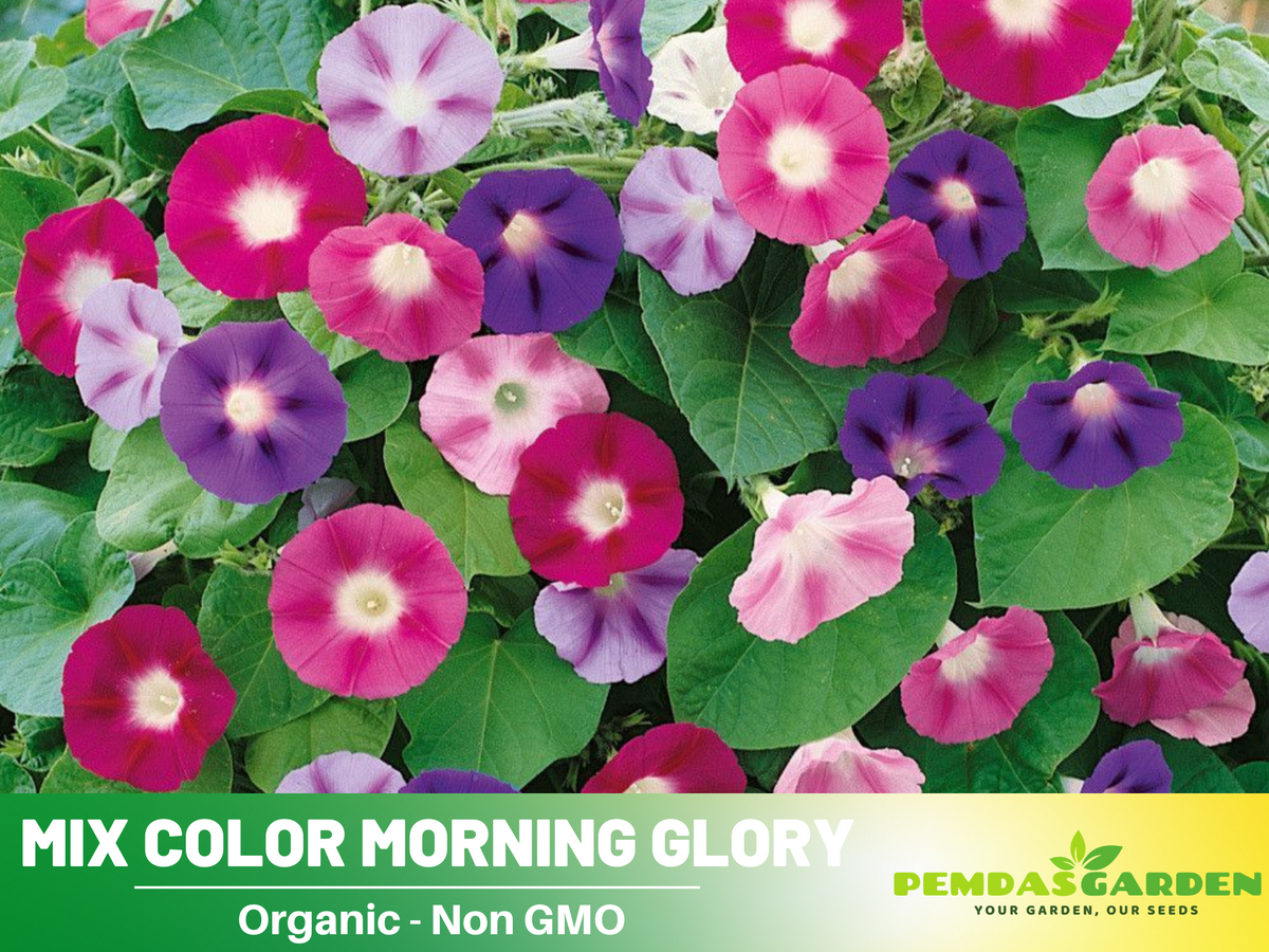 30+ Rare Seeds| Mix Color Morning Glory  Seeds #F005