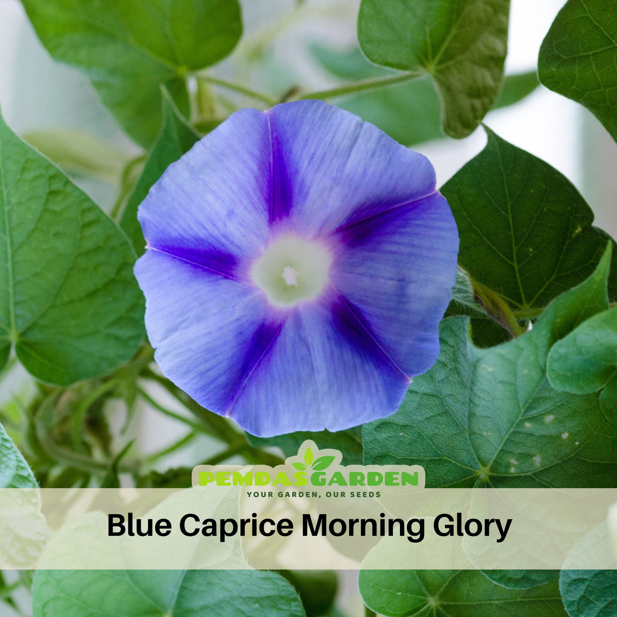 Blue Caprice Morning Glory Seeds - Climbing Vine, 30+ seeds