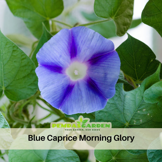 Blue Caprice Morning Glory Seeds - Climbing Vine, 30+ seeds