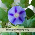30+ Rare Seeds - Blue Caprice Morning Glory Seeds- Ipomoea Climbing Vine Fast Growing Annual Flower with Colorful Blooms for Garden Trellis Fence, Attracts Hummingbirds And Butterflies#F007
