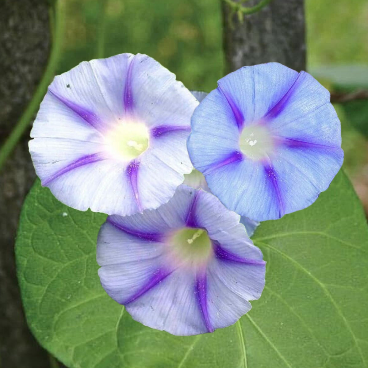 Blue Caprice Morning Glory Seeds - Climbing Vine, 30+ seeds